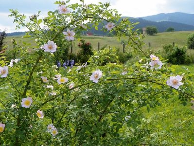 rosa canina