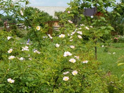 rosa canina