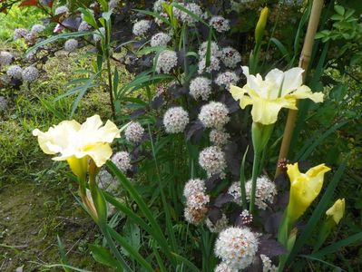 iris sibirica Summer Revels