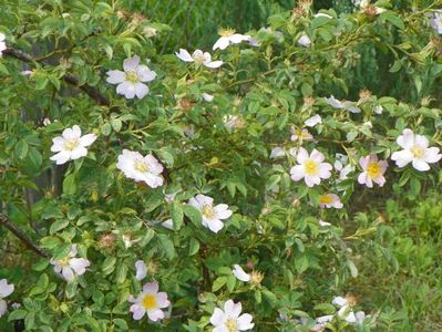 rosa canina