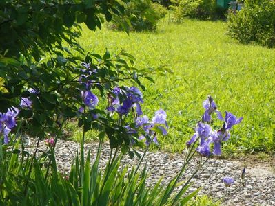 iris germanica Pallida