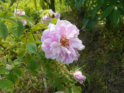 rosa damascena