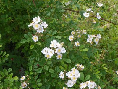 rosa multiflora