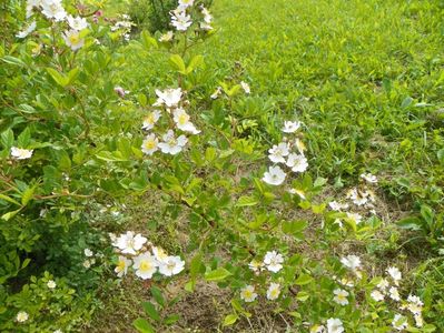 rosa multiflora