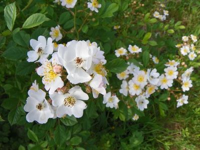 rosa multiflora