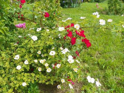 rosa canina si Robusta