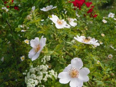 rosa canina