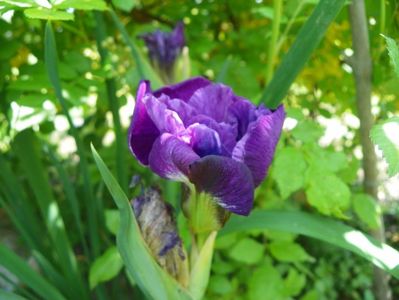 iris sibirica Bundle of Joy