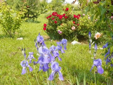 iris germanica Pallida