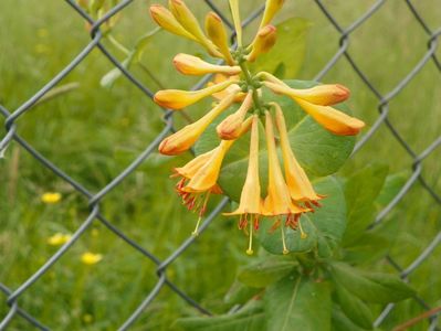 lonicera Golden Trumpet