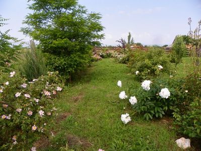 rosa canina si Festiva Maxima
