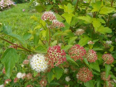 physocarpus opulifolius Luteus