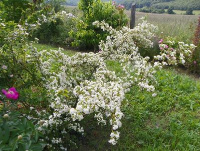 pyracantha Soleil d'Or