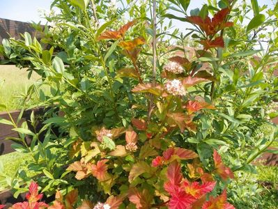 physocarpus Amber Jubilee