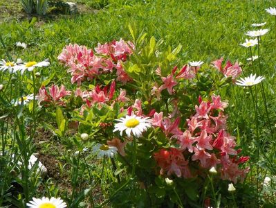 azalea Chanel