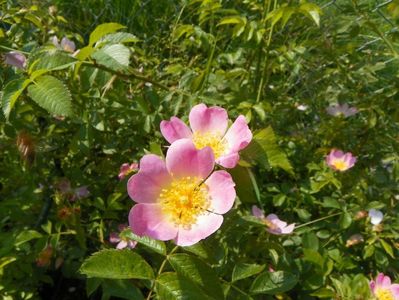 rosa canina