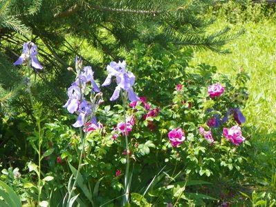 iris germanica Pallida