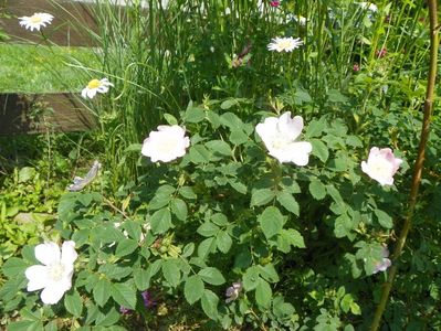 rosa canina