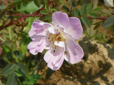 rosa glauca Nova