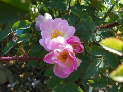 rosa glauca Nova