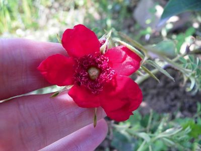 rosa moyesii Geranium