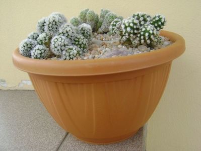 Grup de 3 Mammillaria; Mammillaria vetula ssp. gracilis
Mammillaria vetula ssp. gracilis cv. Arizona snowcap
Mammillaria vetula ssp. gracilis cv. Oruga
