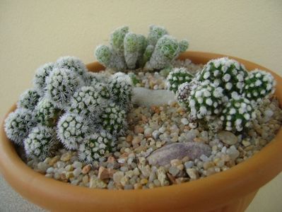 Grup de 3 Mammillaria; Mammillaria vetula ssp. gracilis
Mammillaria vetula ssp. gracilis cv. Arizona snowcap
Mammillaria vetula ssp. gracilis cv. Oruga
