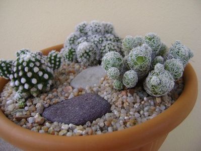 Grup de 3 Mammillaria; Mammillaria vetula ssp. gracilis
Mammillaria vetula ssp. gracilis cv. Arizona snowcap
Mammillaria vetula ssp. gracilis cv. Oruga
