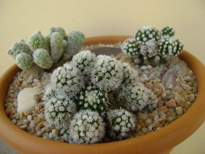 Grup de 3 Mammillaria; Mammillaria vetula ssp. gracilis
Mammillaria vetula ssp. gracilis cv. Arizona snowcap
Mammillaria vetula ssp. gracilis cv. Oruga
