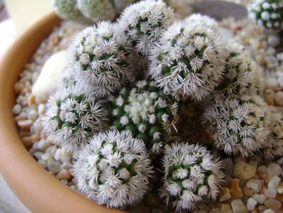 Mammillaria vetula ssp. gracilis cv. Arizona snowcap