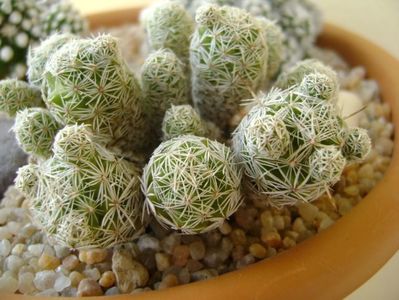 Mammillaria vetula ssp. gracilis