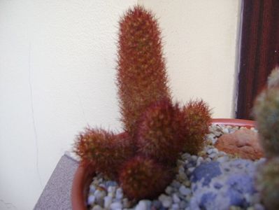 Mammillaria elongata cv. Copper King