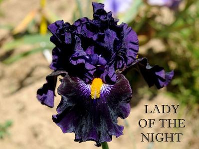Lady of The Night 15 lei-terminat