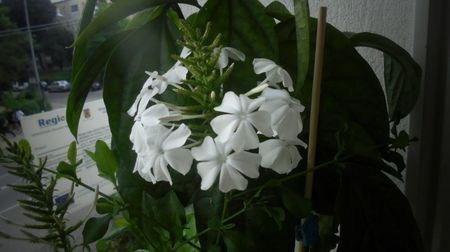 Plumbago zeylanica,prima inflorescenta