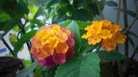 Lantana,splendida...multumiri!