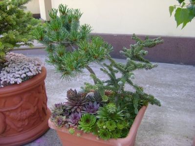 Abies pinsapo & Pinus Shizukagoten