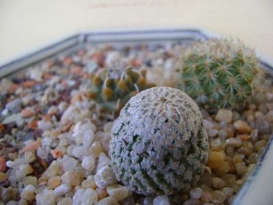 Grup de 3 Turbinicarpus; Turbinicarpus alonsoi
Turbinicarpus valdezianus
Turbinicarpus ysabelae
