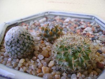 Grup de 3 Turbinicarpus; Turbinicarpus alonsoi
Turbinicarpus valdezianus
Turbinicarpus ysabelae
