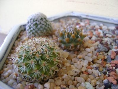 Grup de 3 Turbinicarpus; Turbinicarpus alonsoi
Turbinicarpus valdezianus
Turbinicarpus ysabelae
