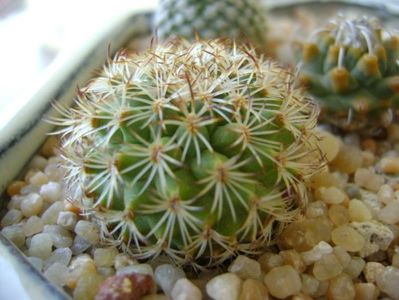 Turbinicarpus ysabelae