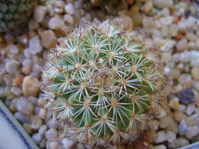 Turbinicarpus ysabelae