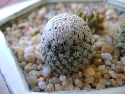 Turbinicarpus valdezianus