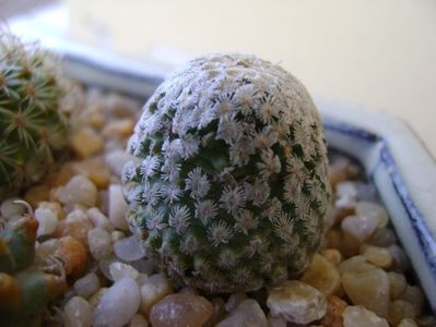 Turbinicarpus valdezianus