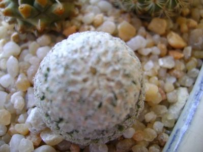 Turbinicarpus valdezianus