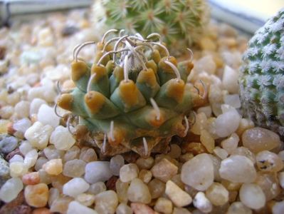 Turbinicarpus alonsoi