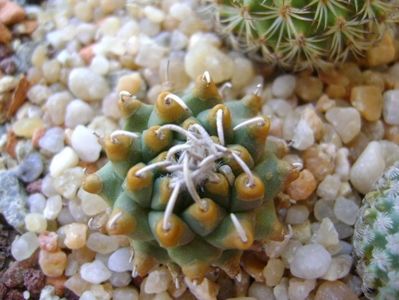 Turbinicarpus alonsoi