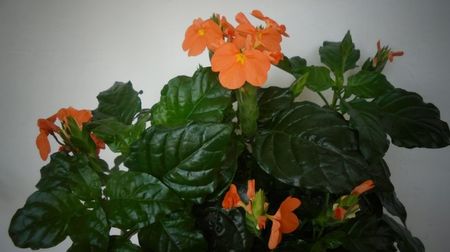 Crossandra...de ani buni nu-i vazusem surasul stralucitor...