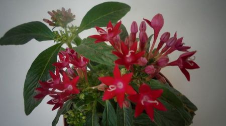 Pentas