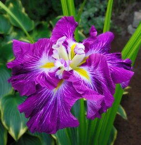 Iris Ensata Persephone