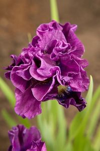 Iris Sibirica Bundle of Joy